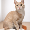 ミルクティーの美猫『ラテちゃん』6カ月 サムネイル2