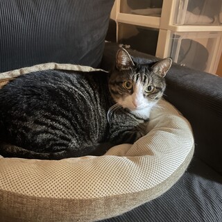 のんびりハチワレ猫ちゃん