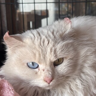 幸運のオッドアイ　フワフワの白猫の女の子　里親募集