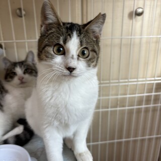 びっくりお目めが印象的な少し怖がりさんメレンゲ