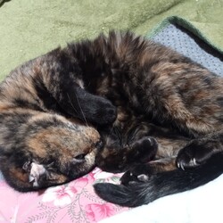 サービス定期検診