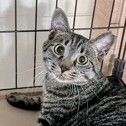 ねこ心譲渡会 サムネイル2