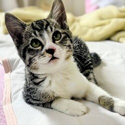 ねこ心譲渡会 サムネイル3