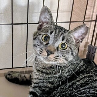 コロコロスタイルが可愛い甘えん坊のことりちゃん