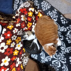 いくらの定期検診