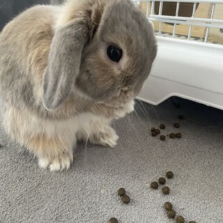 ロップイヤーの里親募集