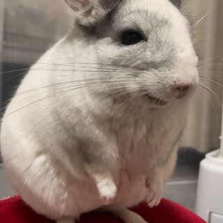 チンチラの里親募集
