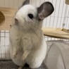 チンチラの里親募集 サムネイル2