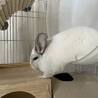 チンチラの里親募集 サムネイル3