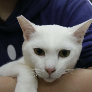 純白の貴公子　マイケル