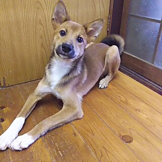 保健所救出犬！里親様緊急募集！！