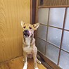 保健所救出犬！里親様緊急募集！！ サムネイル2
