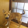 保健所救出犬！里親様緊急募集！！ サムネイル3