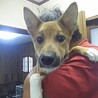 保健所救出犬！里親様緊急募集！！ サムネイル4