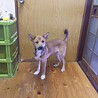 保健所救出犬！里親様緊急募集！！ サムネイル5