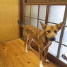 保健所救出犬！里親様緊急募集！！ サムネイル6
