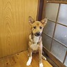 保健所救出犬！里親様緊急募集！！ サムネイル7