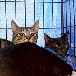 保護猫のふれあい会 サムネイル2