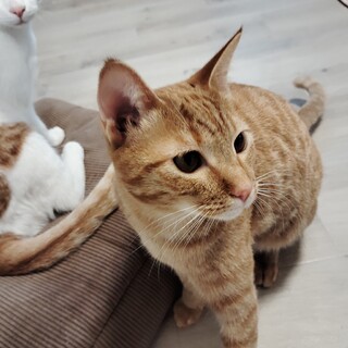 遊び好きの可愛い茶トラ　生後７か月　メス