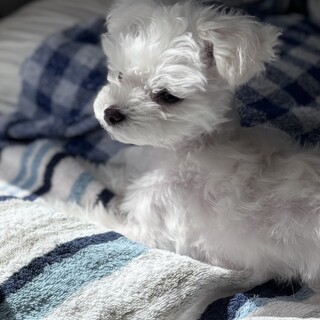 マルチーズ × 大阪府が募集対象 × メス」保護犬の里親募集情報