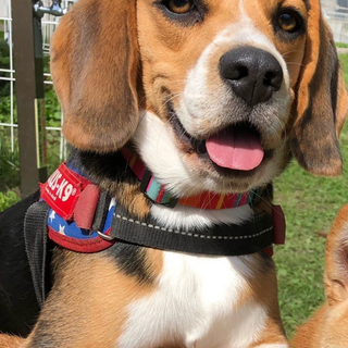 助けてください。