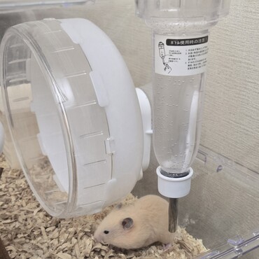 キンクマハムスター