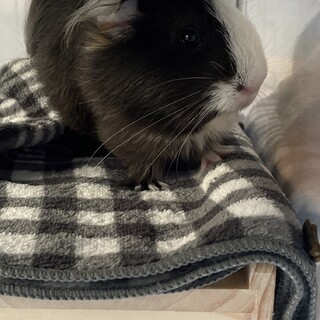 モルモット　男の子　引き取ってくれる方募集