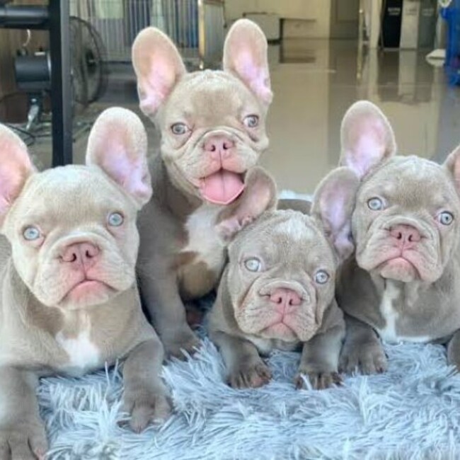 （株）マツヨシワールドペットのカバー写真