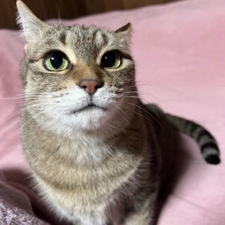 7才美猫☆飼い主が亡くなりました