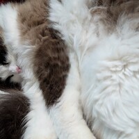 ファステンバーグ