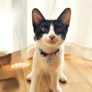 かまってボーイ☆布を食べるクセあり、、