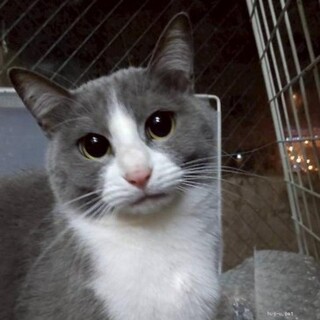 ちょっとシャイ　とても優しいらんちゃん