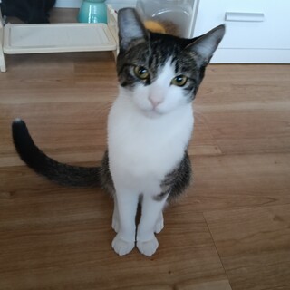 4月19日譲渡会　スラっとKpop系美男子、パク君