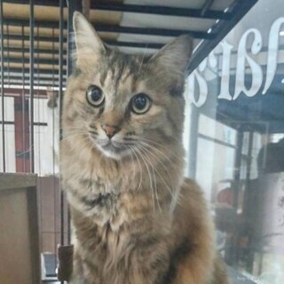 かなりシャイ&びびりなさくらこちゃん