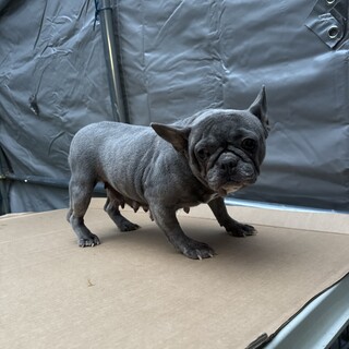 フレンチブル　ブレ