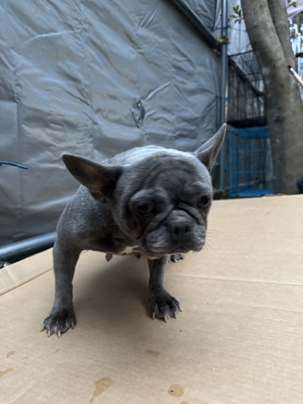 フレンチブル ブレ」奈良県 - 犬の里親募集(534926) 2枚目の画像