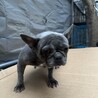 フレンチブル　ブレ サムネイル2