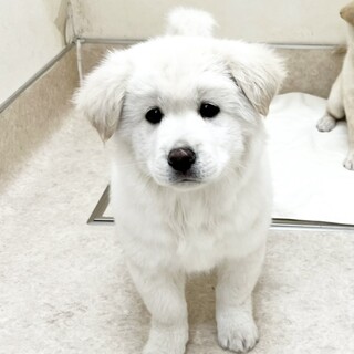 生後約2ヶ月ふわふわのモコモコさん