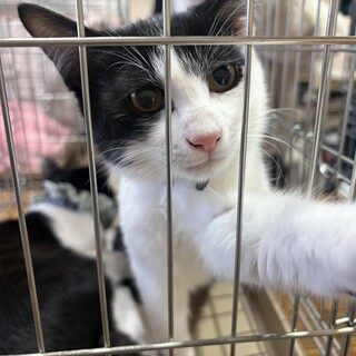 赤ちゃんの時に保護しました。元気なカイくん