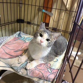 （検討中）グレ白/ハチワレ　男の子　新之助