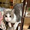 （トライアル中）グレ白/ハチワレ　男の子　新之助 サムネイル2