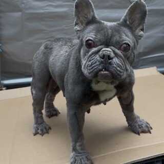 フレンチ　ブルー