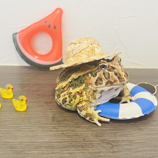 クランウェルツノガエル 女の子 