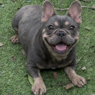 フレンチ・ブルドッグ × 鹿児島県が募集対象」保護犬の里親募集情報