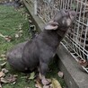 フレンチ　ブルータン　メス サムネイル2