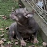 フレンチ　ブルータン　メス サムネイル3