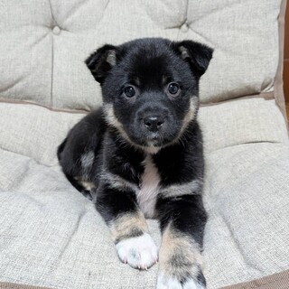 生後1ヶ月半の男の子「テリーくん」