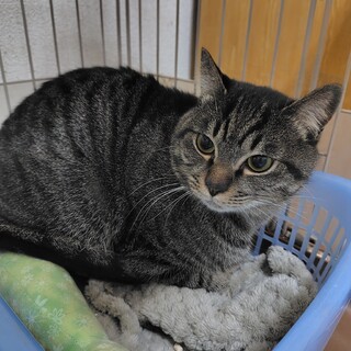 濃キジトラ★新一★シャイなイケメン