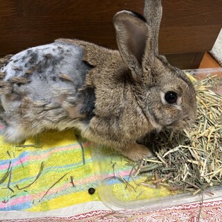 大久野島Rabbit Island　保護３本脚　