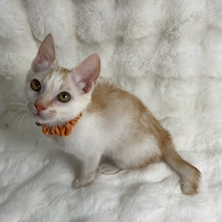 モフーラくん♂@約4ヶ月未満